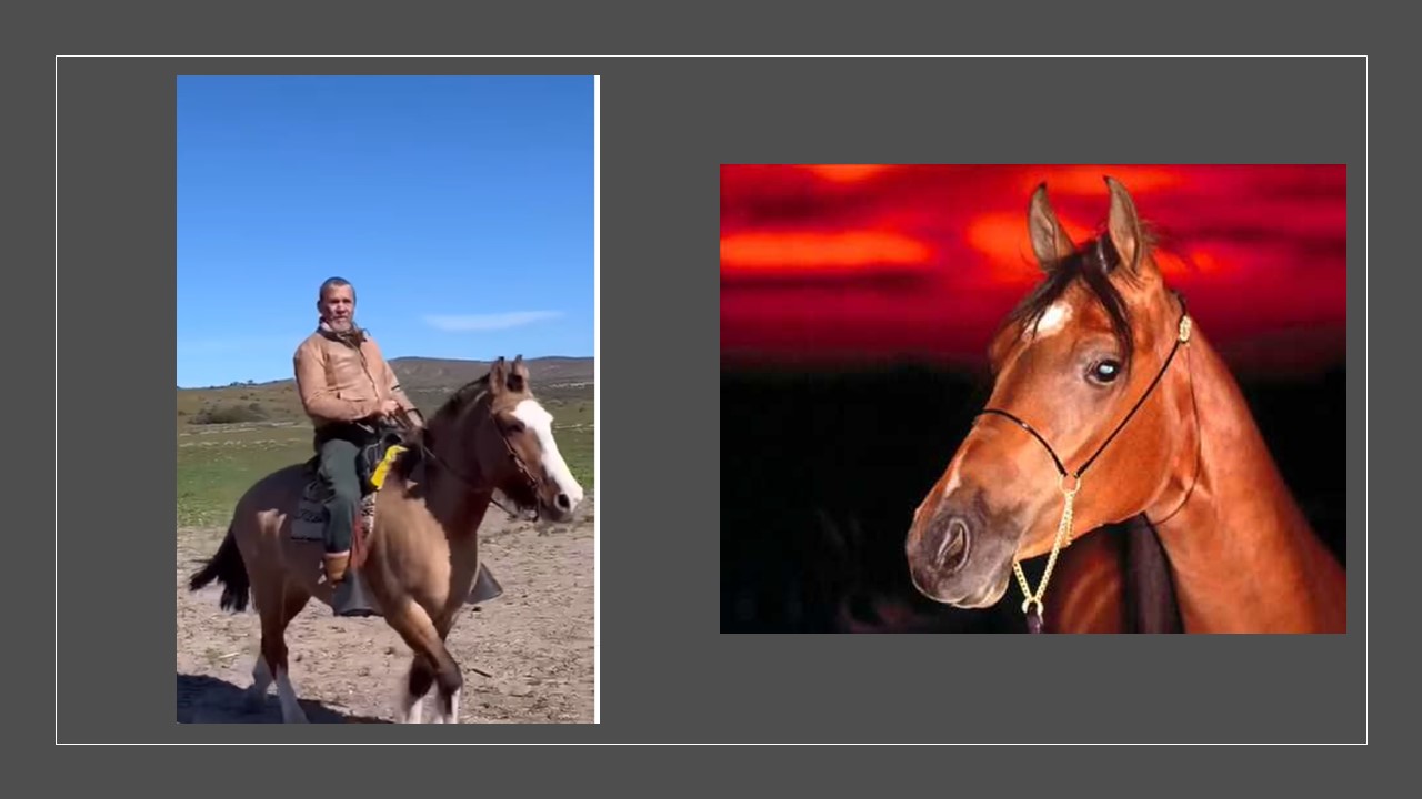 Florent Pagny Heureux En Patagonie Avec Les Chevaux Dress S Par Jean