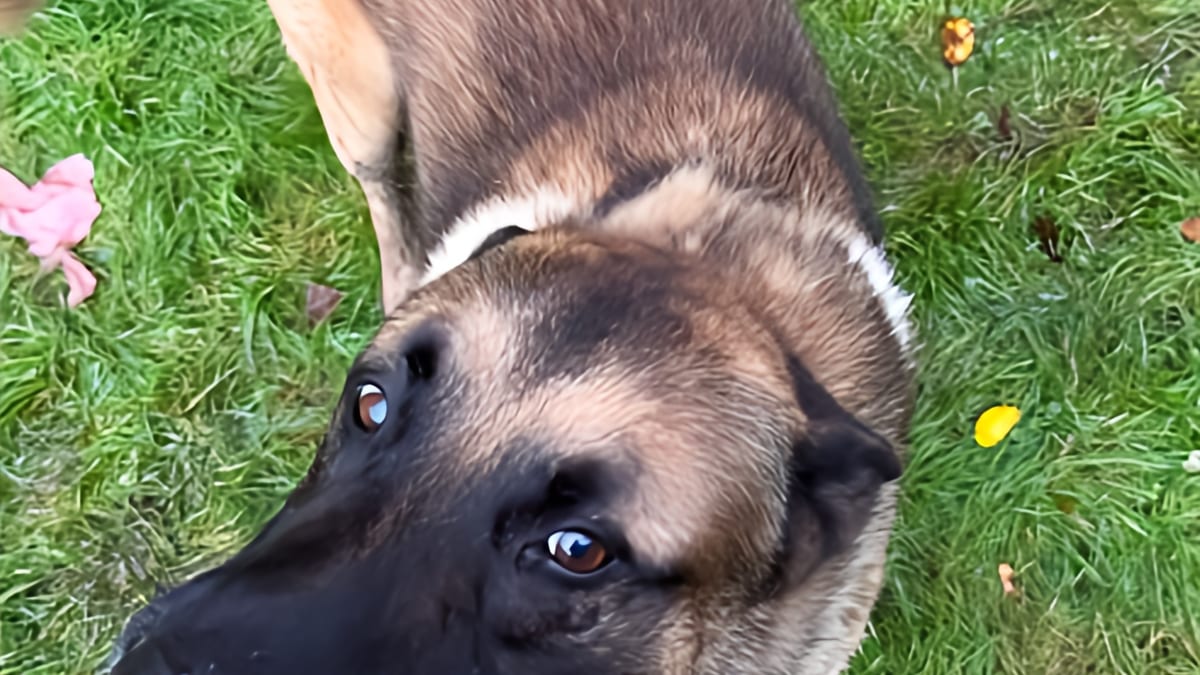 Le feuilleton “Loubo” continue à Douchy. Un nouveau compagnon pour le chien des Delon… et ça n’a pas l’air de lui plaire !