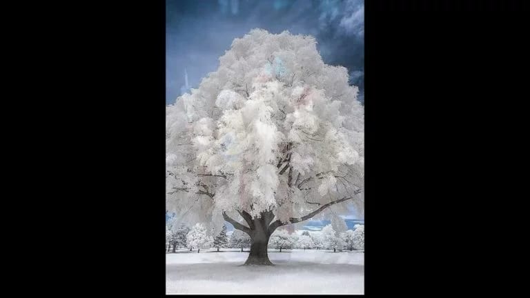 Paysages d’hivers