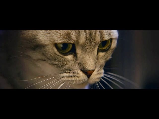 Pub Whiskas “nourrissons leur curiosité” octobre 2020
