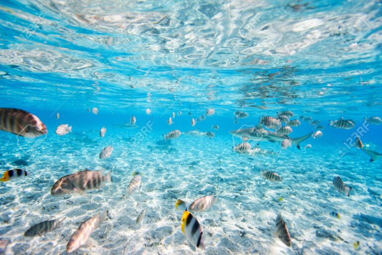 Bora Bora Lagoon Sea Views, Polynesia - 33205001 poissons et des requins a pointes noires sous l eau a bora bora lagoon 1