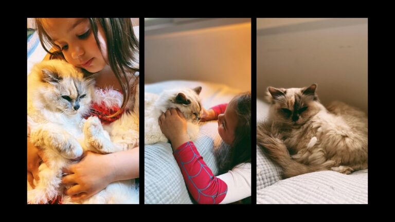 Alizée partage des photos touchantes de son chat adoré qui vient de mourir. - alizee 9