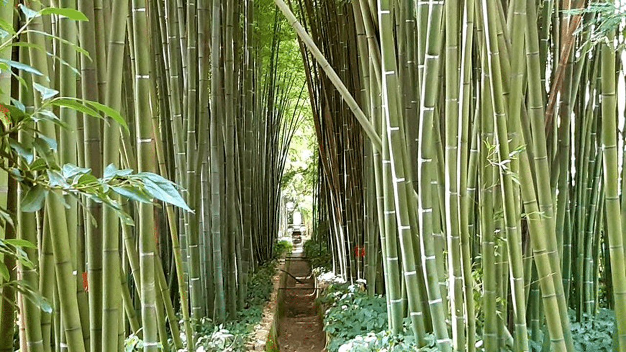 Visitez en musique La Bambouseraie des Cévennes (Anduze)