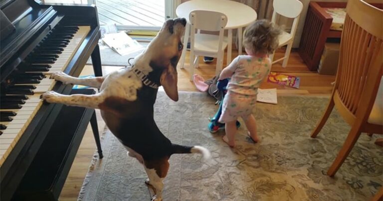 Buddy (le chien) et Lil (le bébé) ont décidé de former un duo. - bebe danse chien joue piano buddy mercury 1