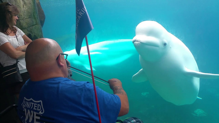 Incroyable réaction d'un Beluga presque hypnotisé par le son du violon - beluga