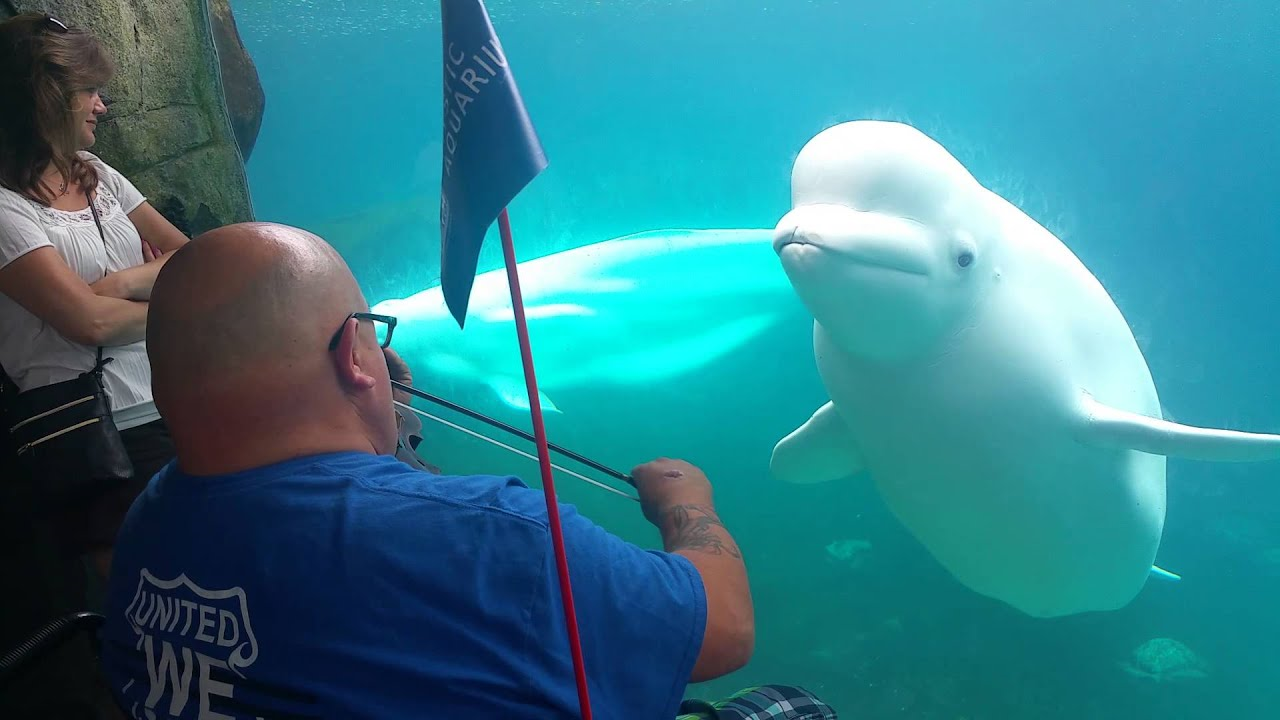 Incroyable réaction d&rsquo;un Beluga presque hypnotisé par le son du violon