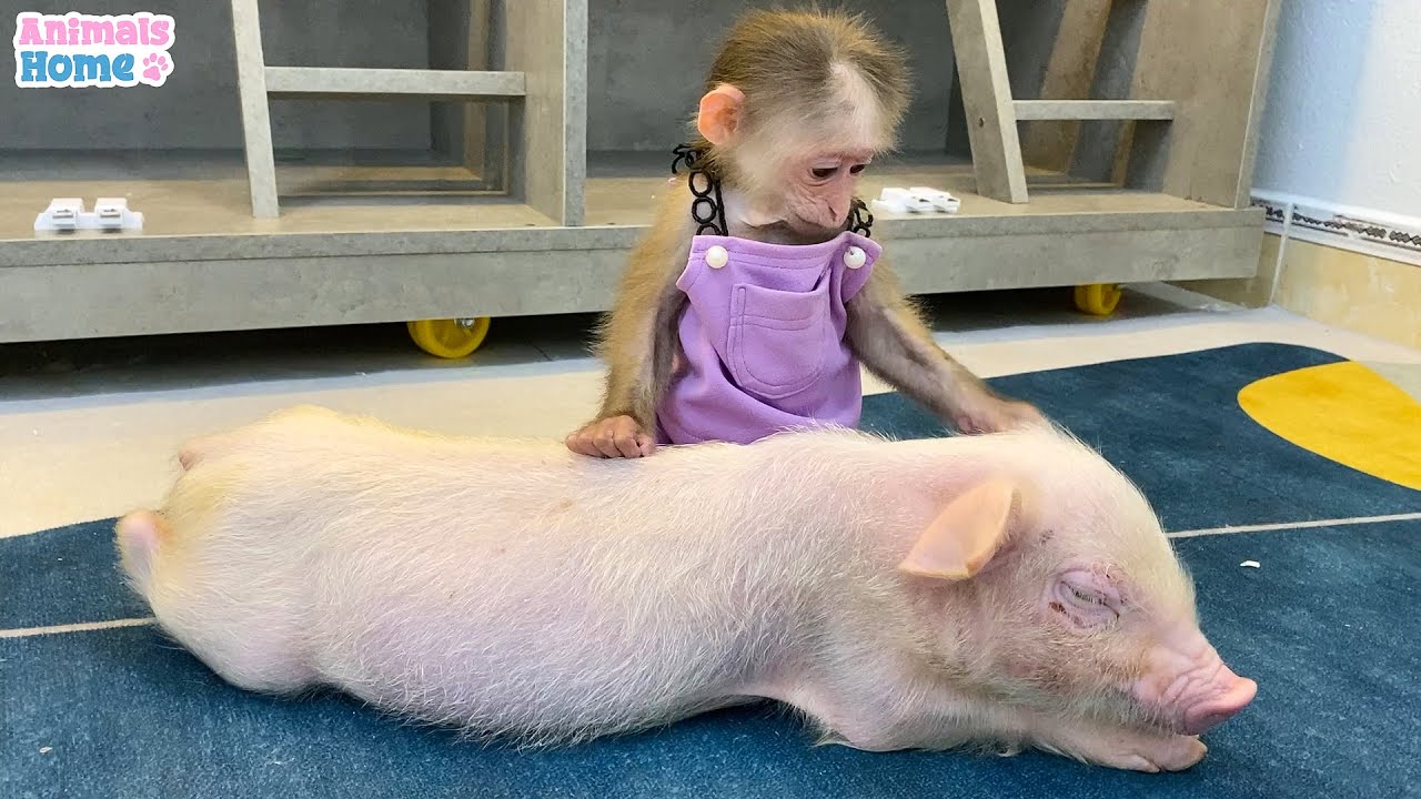 Rencontre musicale entre BiBi et un jeune porcelet