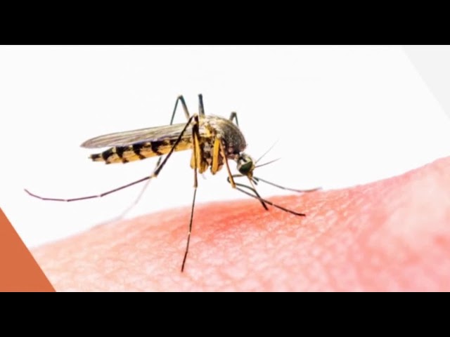 Pub Borne anti-moustique connectée Qista mai 2020 - borne anti moustique connectee qista