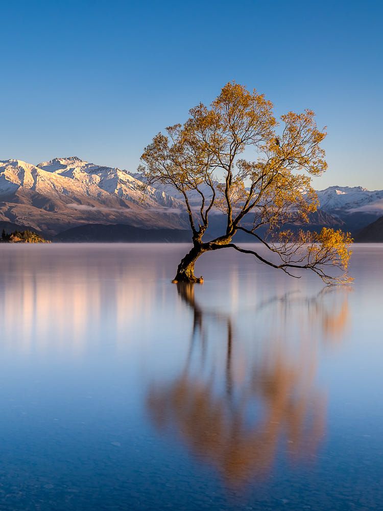 Voyage en musique: Wanaka Tree, l'arbre le plus célèbre de Nouvelle-Zélande - c951d2b0d23b8370cc992289397d87ed