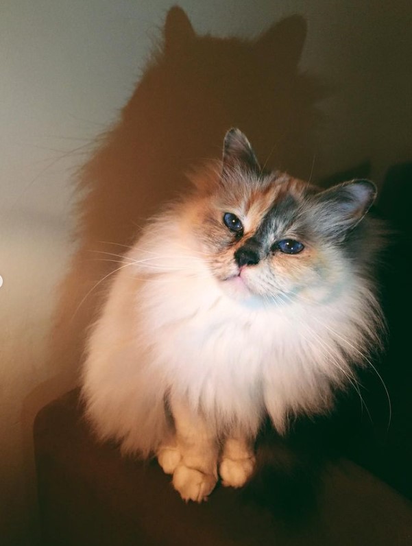 Alizée partage des photos touchantes de son chat adoré qui vient de mourir. - capture decran 2023 03 08 182025