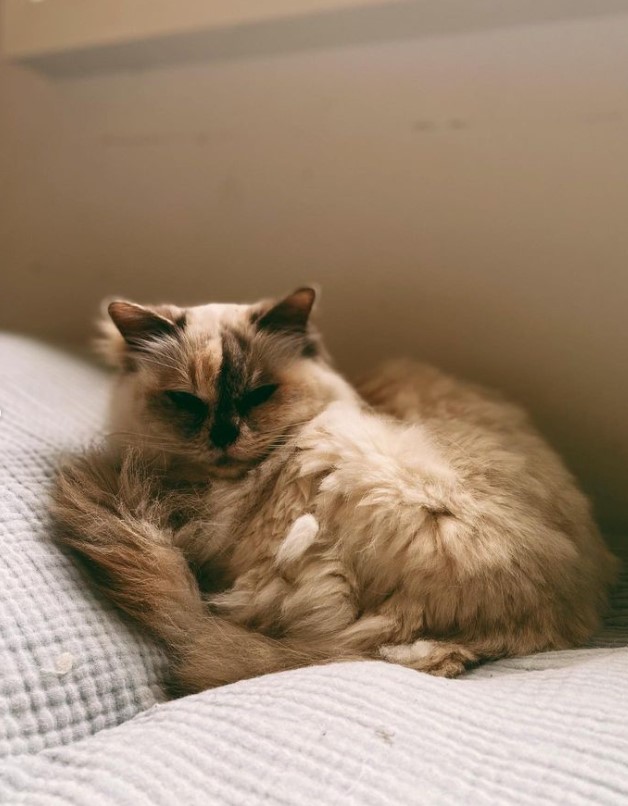 Alizée partage des photos touchantes de son chat adoré qui vient de mourir. - capture decran 2023 03 08 182148