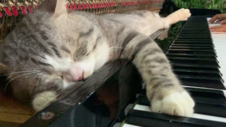 Un chat super fan de Mozart. Il a même une chaîne YT avec 492 000 abonnés - chat