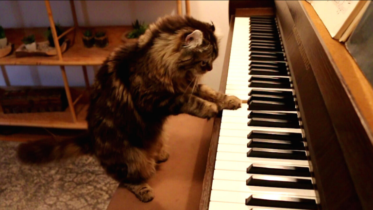 Jouer Au clair de la Lune c'est pourtant pas compliqué ! Mais c'est bien quand même, continue comme chat ! - chat