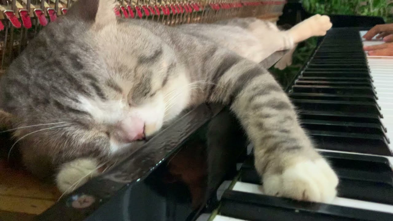 Un chat super fan de Mozart. Il a même une chaîne YT avec 492 000 abonnés