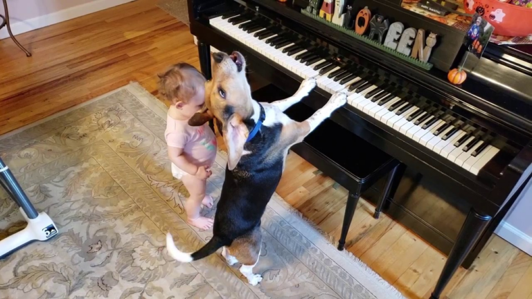 Bébé danse et le chien joue du piano. Les parents ont de quoi se divertir ! - chien chante