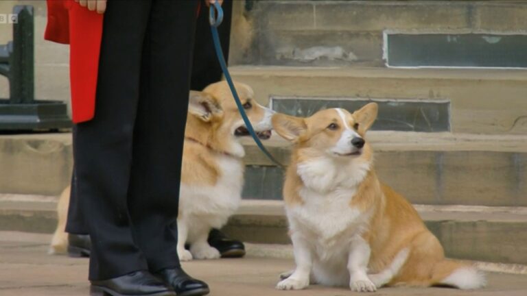 Les Corgis de la reine Elizabeth II ont regardé passé tristement le cercueil de leur maitresse. - chiens 2