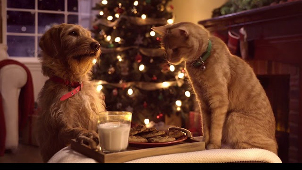 Avez-vous pensez à vos animaux pour Noël ?