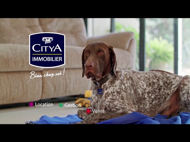 Pub Citya Immobilier (chien couché) mars 2020 - citya immobilier chien couche