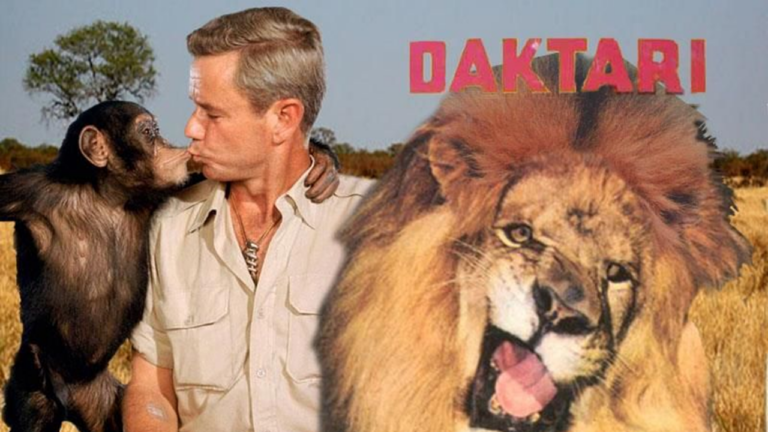 Générique de série télévisée d'autrefois : "Daktari" et le lion qui louche - daktari