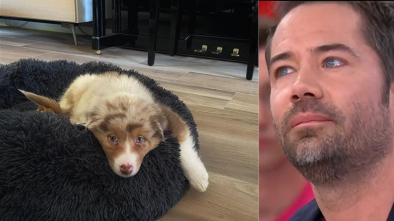 Emmanuel Moire effondré après la mort de son chiot Soan, intoxiqué après avoir mangé du chocolat…
