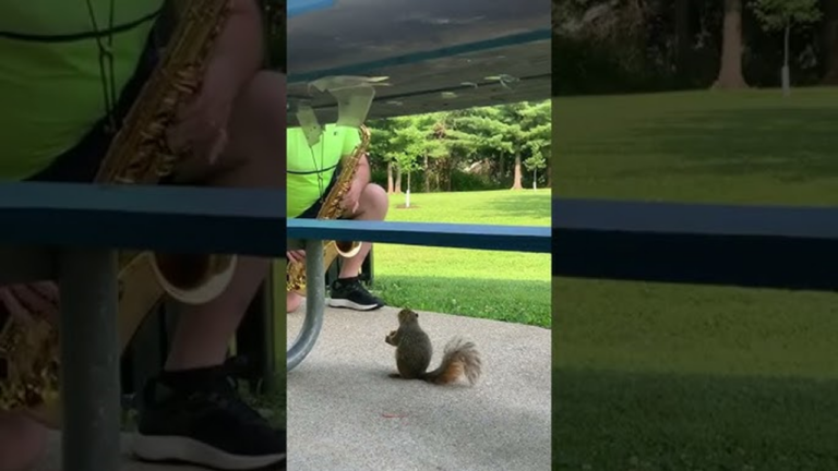 Un écureuil posé écoute du saxophone en mangeant tranquillement un gland ! - glandf