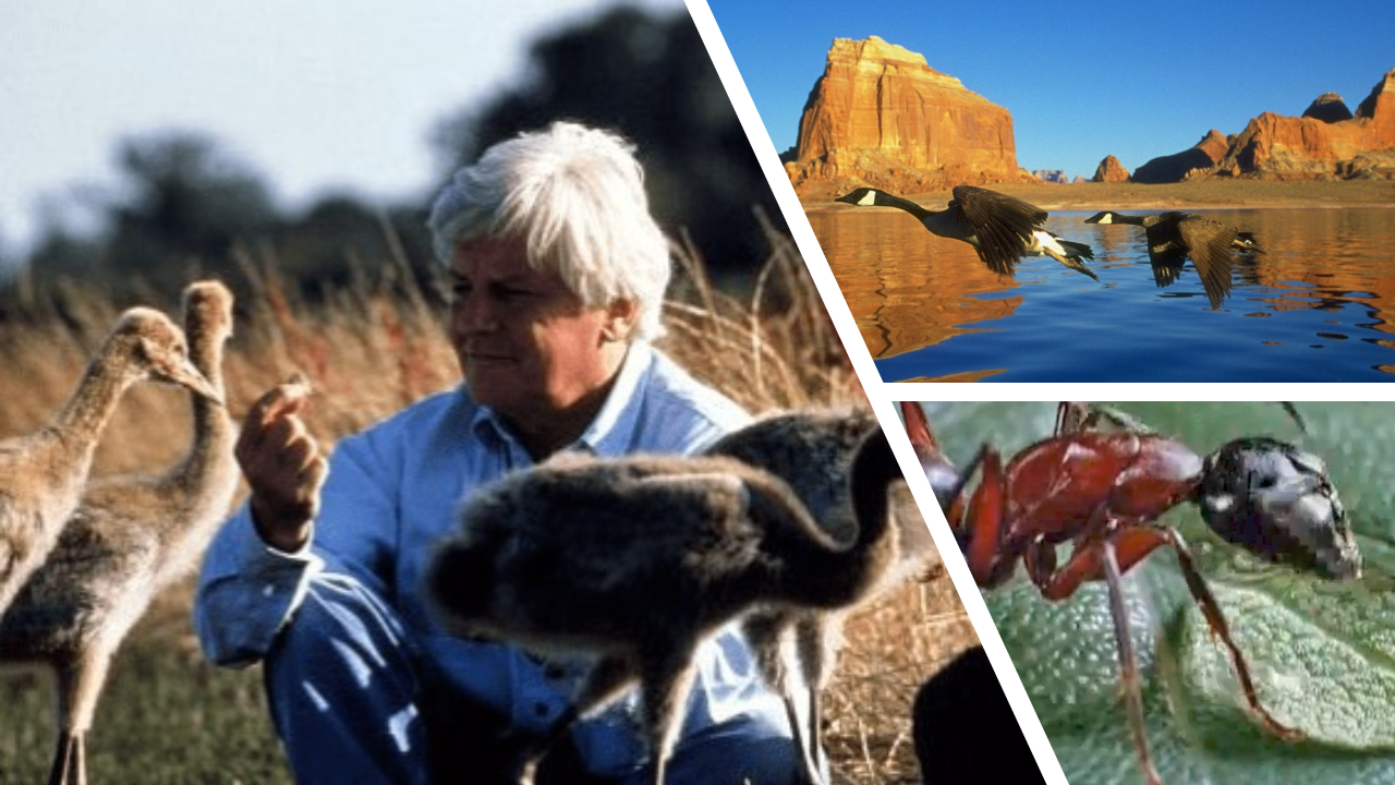 Le peuple migrateur et Microcosmos de Jacques Perrin