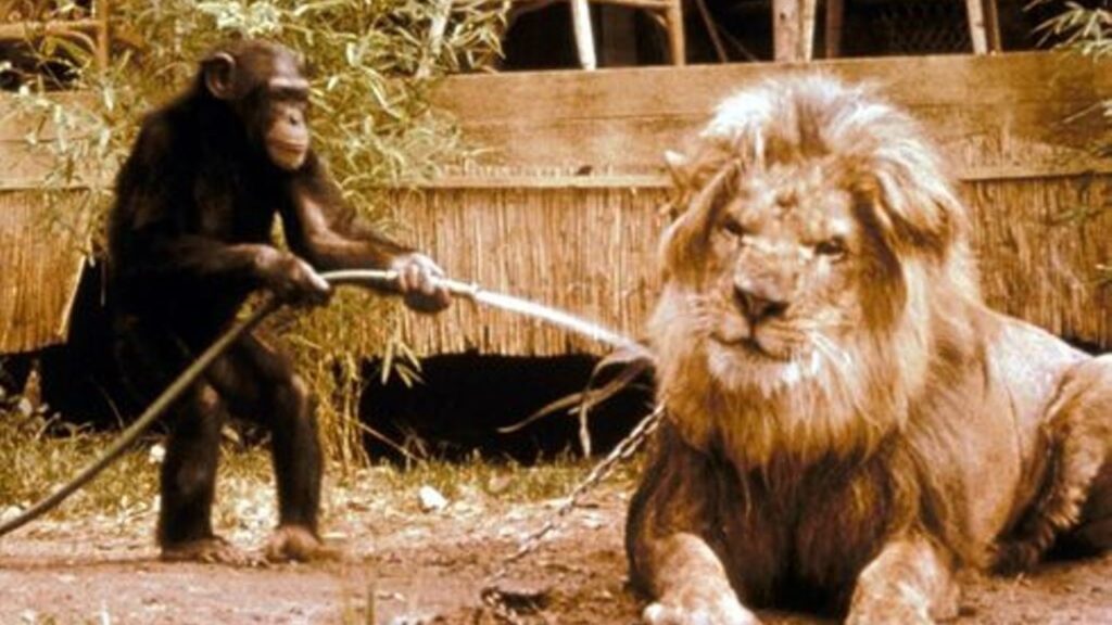 Générique de série télévisée d'autrefois : "Daktari" et le lion qui louche - judy
