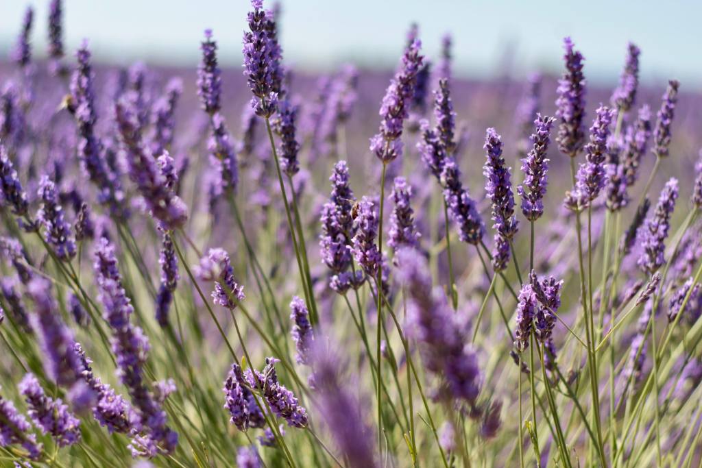 Voyage en musique : Les magnifiques champs de lavande de Valensole - lavande valensole