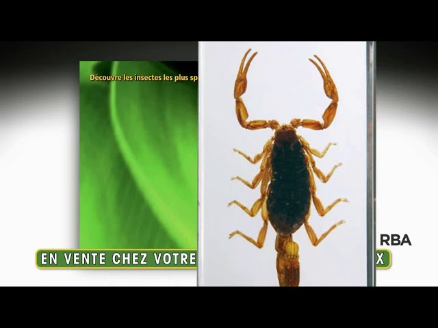 Pub Le scorpion doré n°1 insectes et bestioles RBA 2020 - le scorpion dore n1 insectes et bestioles rba