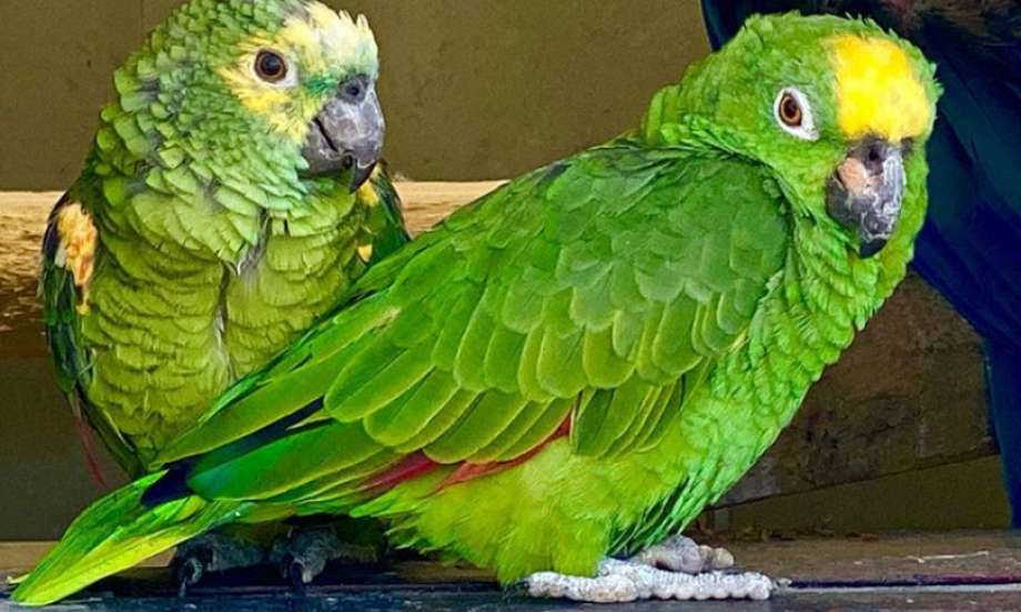 Chico chante du Beyonce et devient la star du Web.