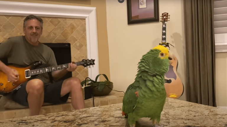 Un perroquet qui chante du Rock ! - perroquaet