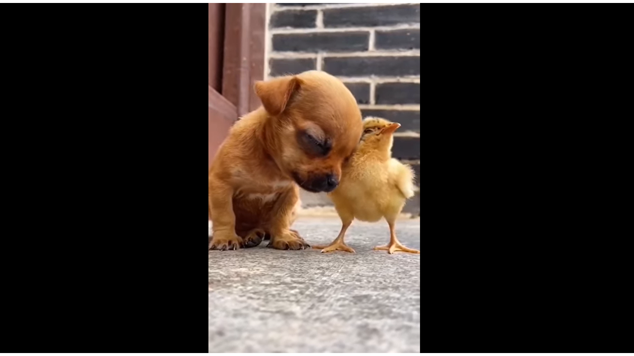 Fais dodo mon poussin !