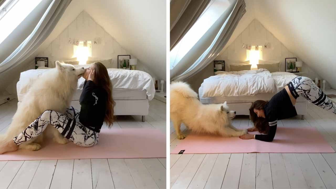 Samoyed participe aux exercices physiques de ses maîtres. En musique évidemment !