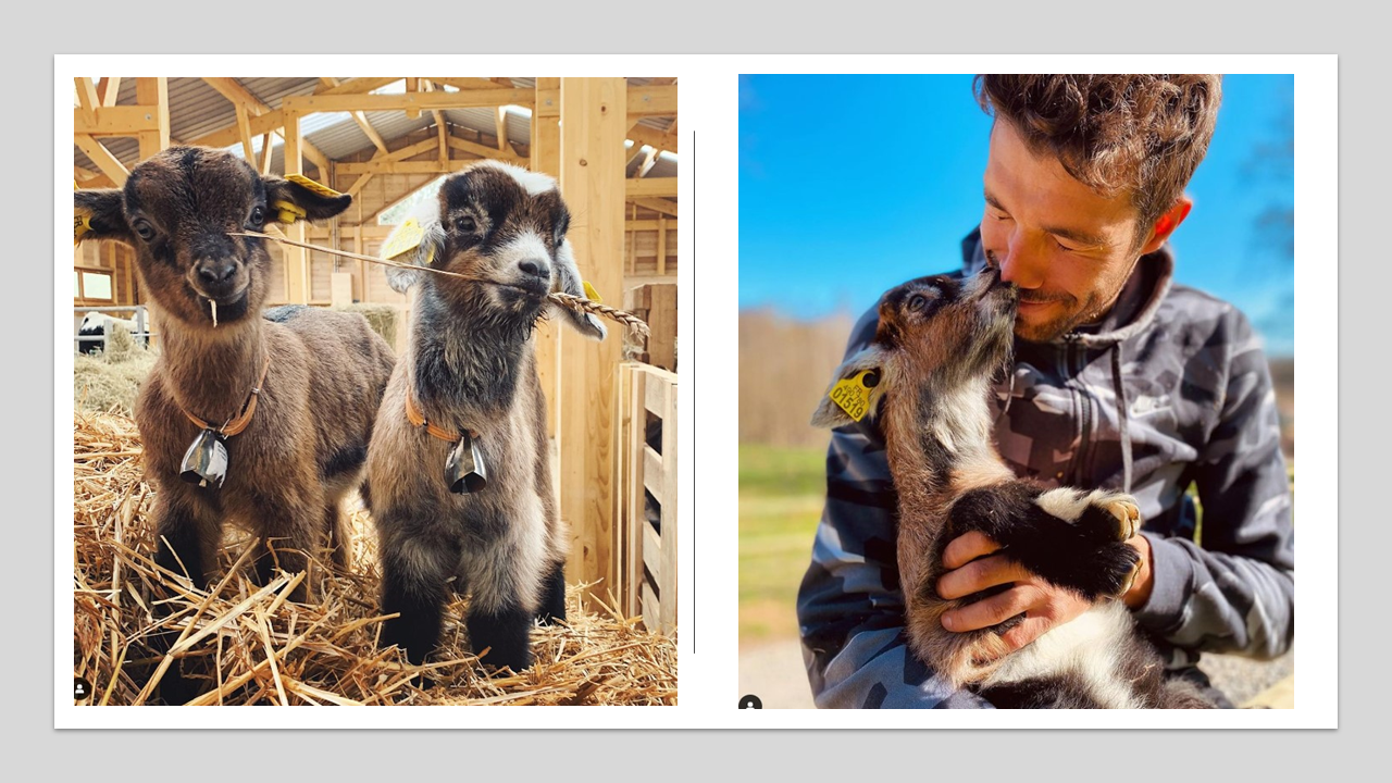 Thibaut Pinot présente sa petite chèvre Kim Goat en musique. Déjà 16000 abonnés.