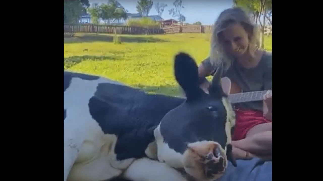 Qui a dit que les vaches n&rsquo;aimaient pas la musique et n&rsquo;étaient pas sensibles ?
