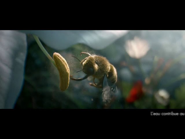 Musique de Pub Vittel - l'abeille juillet 2020 - Far From Over - Frank Stallone - vittel labeille