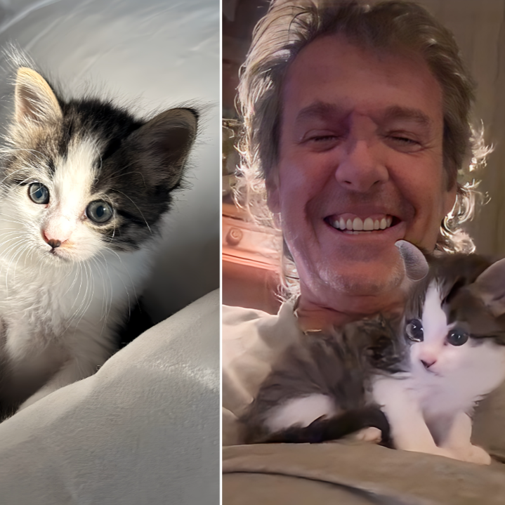 Ziggy, le chaton de Jean-Luc Reichmann fait la une de "Bonjour" la matinale de TF1. - capture decran 2024 09 09 120115 crop image