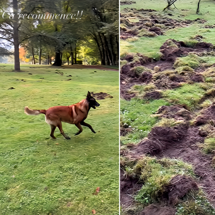 La mauvaise surprise découverte ce lundi matin par Anthony Delon lors de sa promenade avec Loubo dans le parc de Douchy. - loubo 1