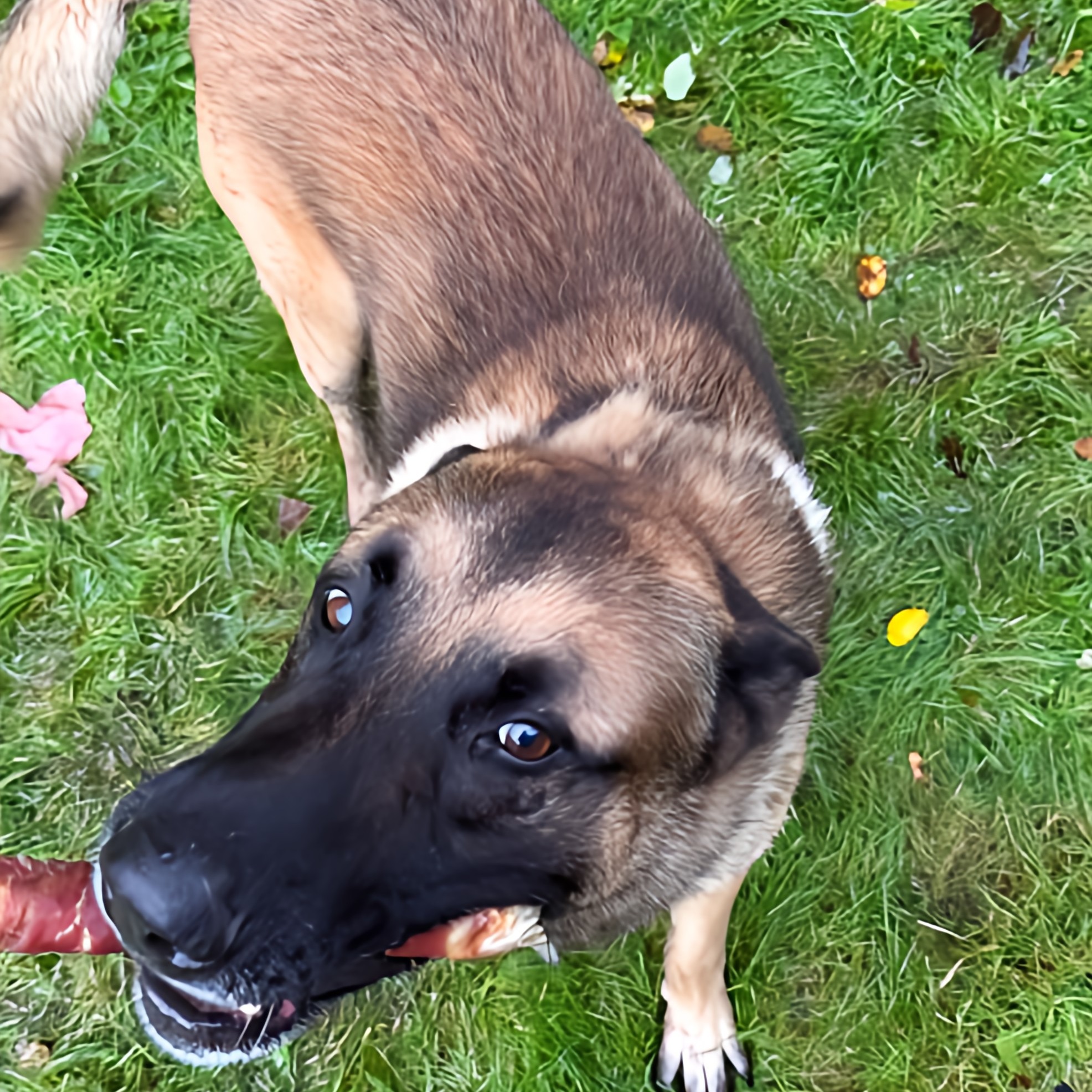 Le feuilleton « Loubo » continue à Douchy. Un nouveau compagnon pour le chien des Delon… et ça n&rsquo;a pas l&rsquo;air de lui plaire !
